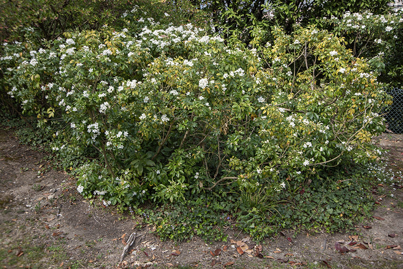 CHOISYA TERNATA, RUTACEAE - 6760 - immagine 1