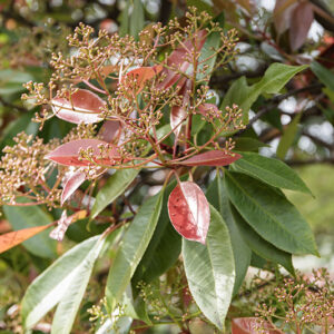 PHOTINIA X FRASERI, RED ROBIN, ROSACEAE - 6762