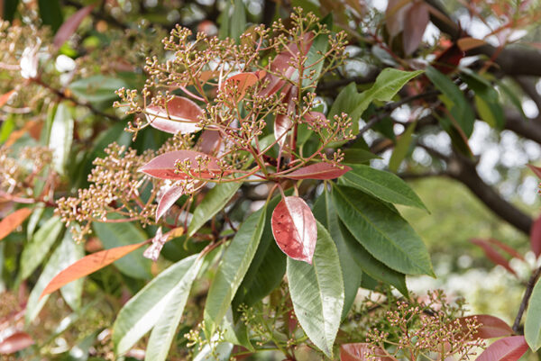 PHOTINIA X FRASERI, RED ROBIN, ROSACEAE - 6762