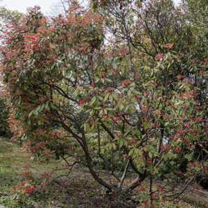 PHOTINIA X FRASERI, RED ROBIN - ROSACEAE - 6763