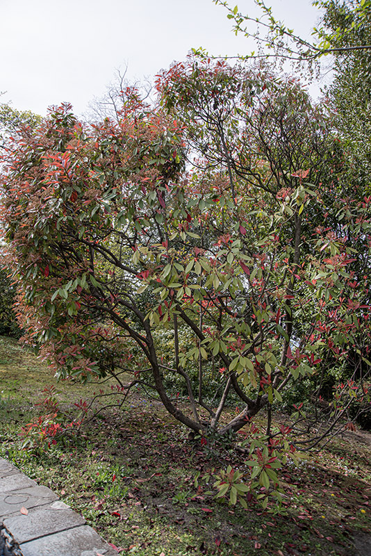 PHOTINIA X FRASERI, RED ROBIN - ROSACEAE - 6763