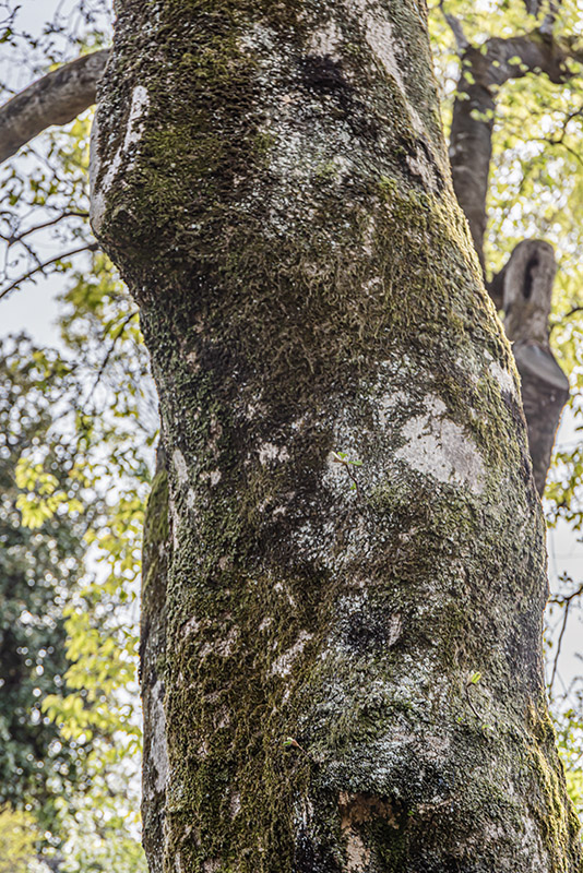 MAGNOLIA KOBUS - MAGNOLIACEAE - 6764