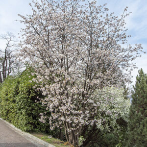 PRUNUS, LANNESIANA, GRANDIFLORA - ROSACEAE - 6767