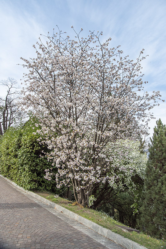 PRUNUS, LANNESIANA, GRANDIFLORA - ROSACEAE - 6767