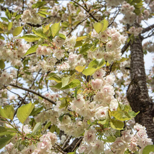 PRUNUS, LANNESIANA, GRANDIFLORA - ROSACEAE - 6769