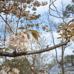 PRUNUS, LANNESIANA, GRANDIFLORA - ROSACEAE - 6770