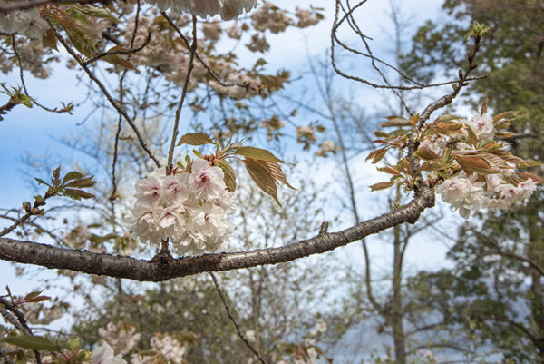 PRUNUS, LANNESIANA, GRANDIFLORA - ROSACEAE - 6770