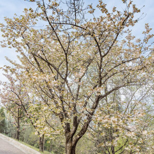 PRUNUS, LANNESIANA, GRANDIFLORA - ROSACEAE - 6771