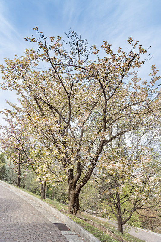PRUNUS, LANNESIANA, GRANDIFLORA - ROSACEAE - 6771