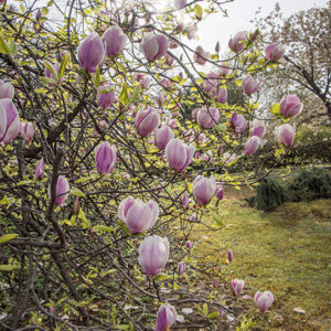 MAGNOLIA X LENNEI - MAGNOLIACEAE - 6774