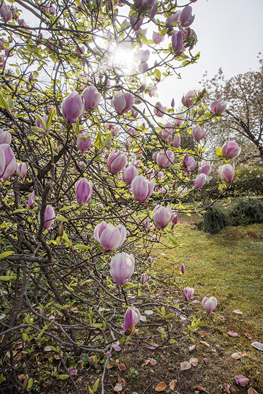 MAGNOLIA X LENNEI - MAGNOLIACEAE - 6774