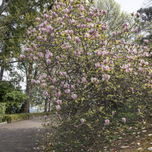 MAGNOLIA X LENNEI - MAGNOLIACEAE - 6775