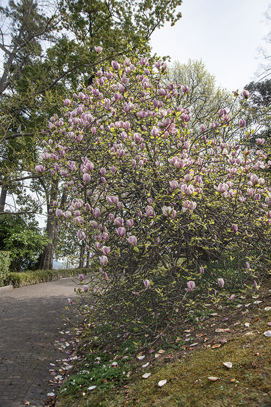 MAGNOLIA X LENNEI - MAGNOLIACEAE - 6775