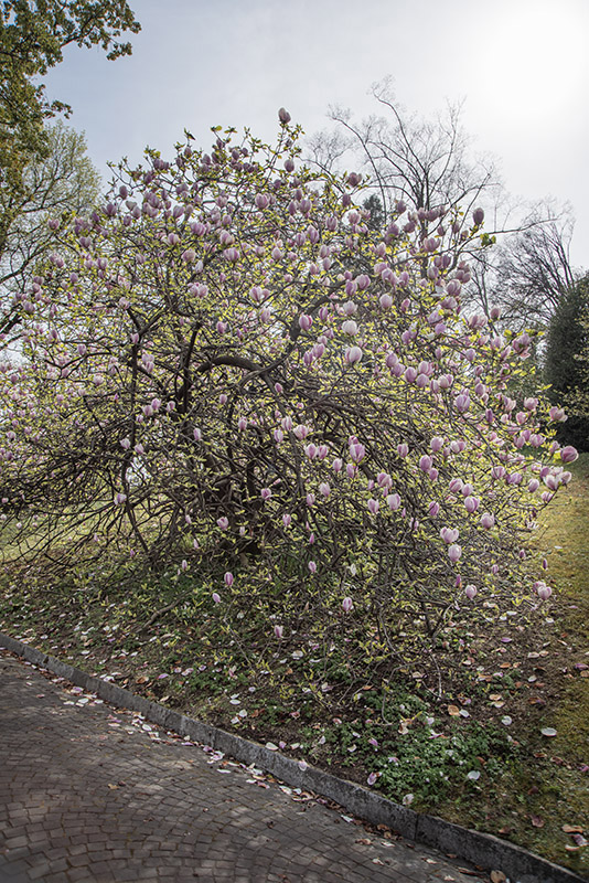 MAGNOLIA X LENNEI - MAGNOLIACEAE - 6776