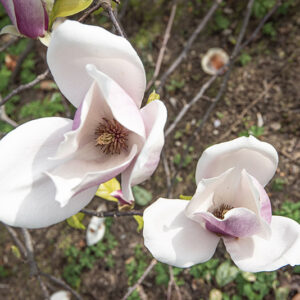 MAGNOLIA X LENNEI - MAGNOLIACEAE - 6777