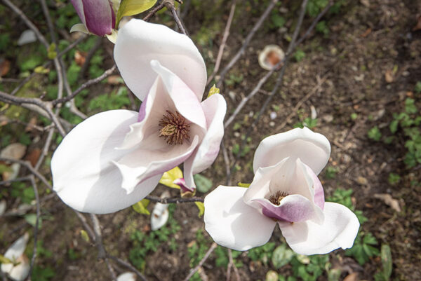 MAGNOLIA X LENNEI - MAGNOLIACEAE - 6777