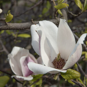 MAGNOLIA X LENNEI - MAGNOLIACEAE - 6778