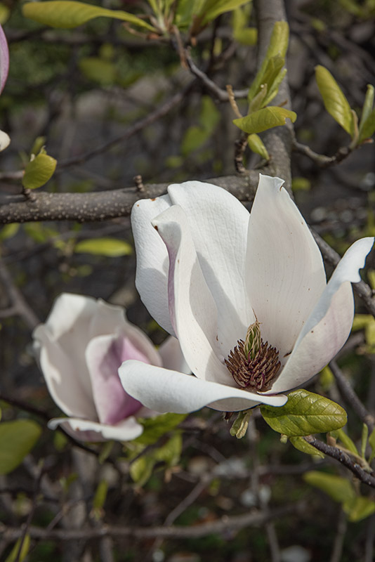 MAGNOLIA X LENNEI - MAGNOLIACEAE - 6778