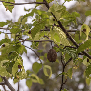 DAVIDIA INVOLUCRATA, SONOMA - DAVIDIACEAE - 6781