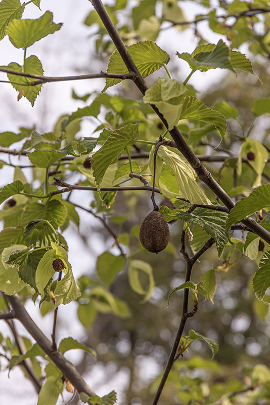 DAVIDIA INVOLUCRATA, SONOMA - DAVIDIACEAE - 6781