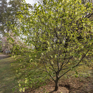 DAVIDIA INVOLUCRATA, SONOMA - DAVIDIACEAE - 6781