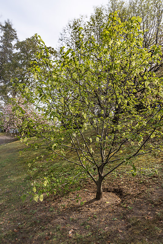 DAVIDIA INVOLUCRATA, SONOMA - DAVIDIACEAE - 6781