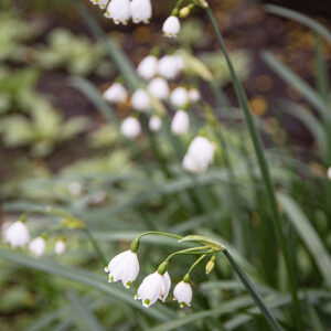 LEUCOJUM VERNUM - LILIACEAE - 6785