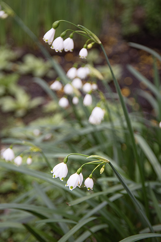 LEUCOJUM VERNUM - LILIACEAE - 6785