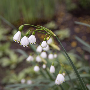 LEUCOJUM VERNUM - LILIACEAE - 6786