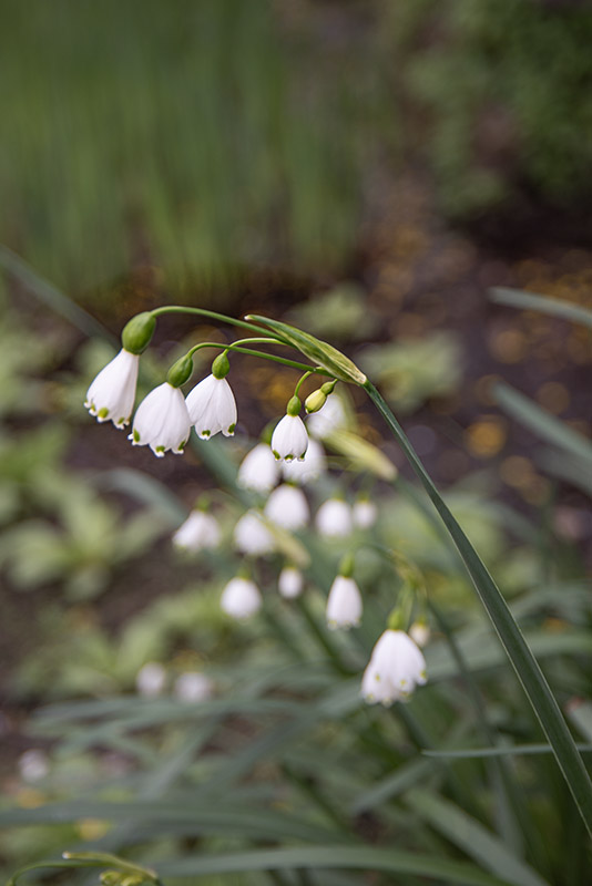 LEUCOJUM VERNUM - LILIACEAE - 6786
