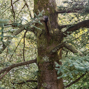 ABIES PINSAPO - PINACEAE - 6788