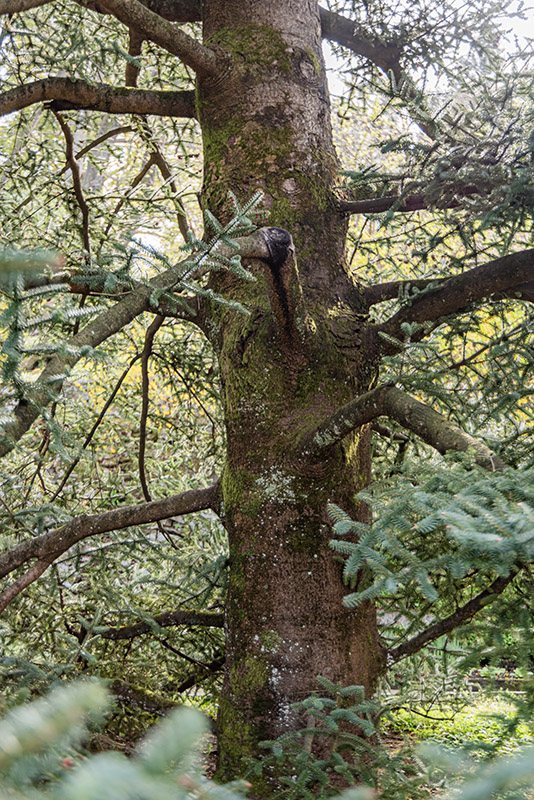 ABIES PINSAPO - PINACEAE - 6788