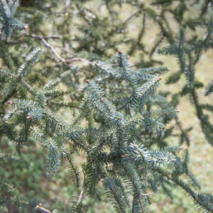 ABIES PINSAPO - PINACEAE - 6789