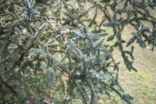 ABIES PINSAPO - PINACEAE - 6789