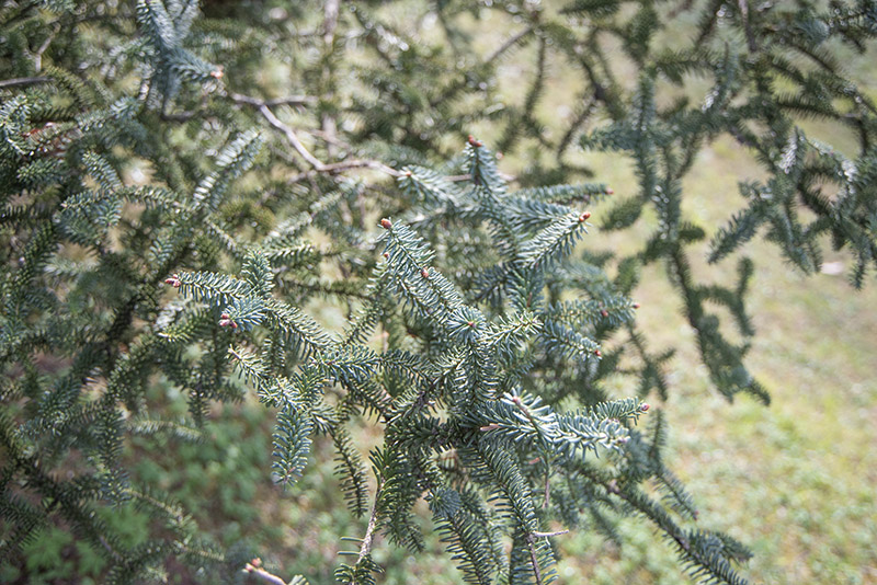 ABIES PINSAPO - PINACEAE - 6789 - immagine 1
