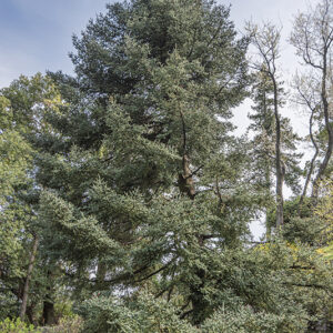 ABIES PINSAPO - PINACEAE - 6790