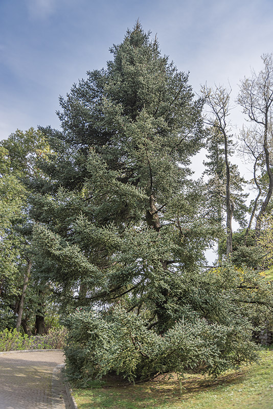 ABIES PINSAPO - PINACEAE - 6790