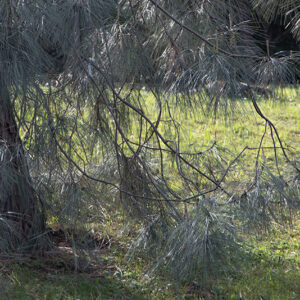 PINUS SABINIANA, PINACEAE - 6791