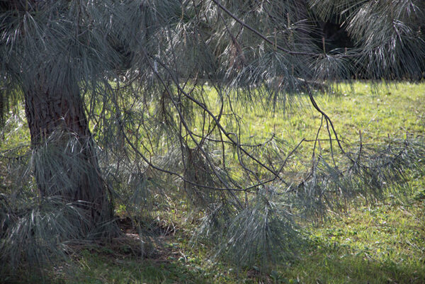 PINUS SABINIANA, PINACEAE - 6791