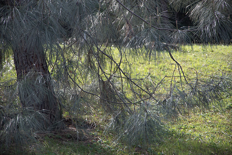 PINUS SABINIANA, PINACEAE - 6791 - immagine 1