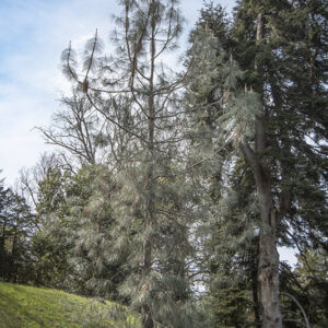 PINUS SABINIANA -  PINACEAE - 6792