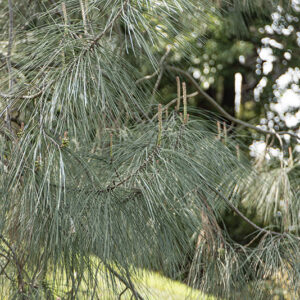 PINUS SABINIANA, PINACEAE - 6793