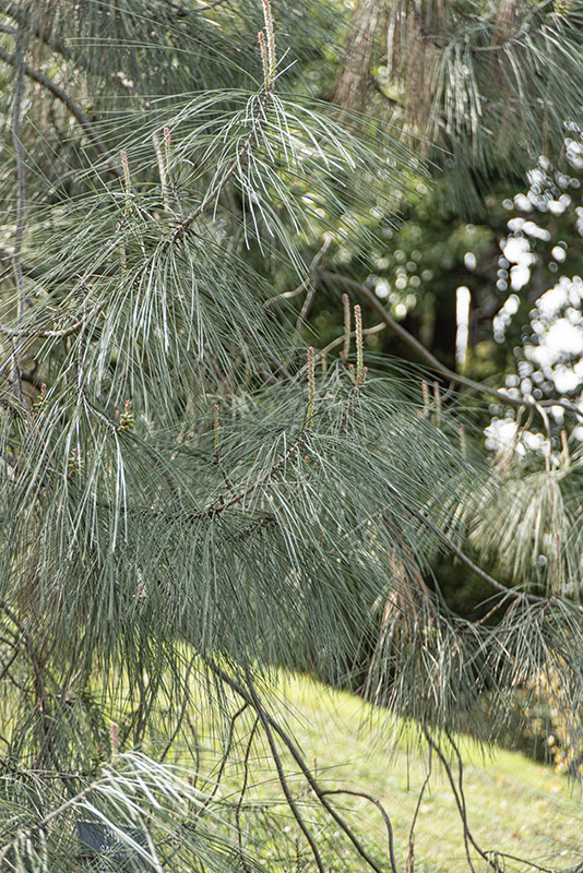 PINUS SABINIANA, PINACEAE - 6793