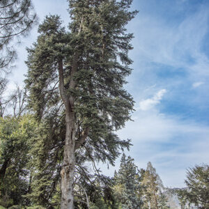 ABIES CEPHALONICA, PINACEAE - 6769