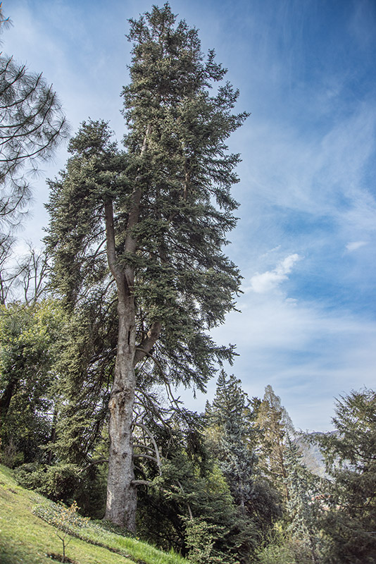ABIES CEPHALONICA, PINACEAE - 6769