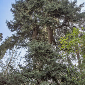 ABIES CEPHALONICA - PINACEAE - 6798
