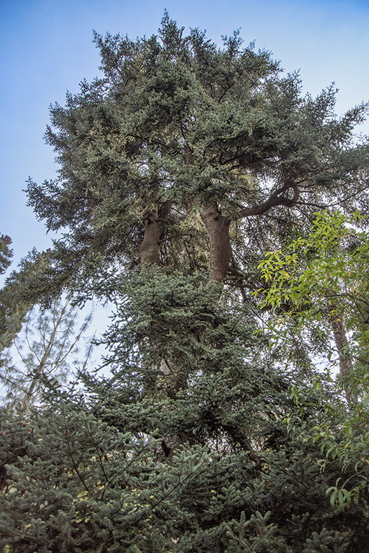 ABIES CEPHALONICA - PINACEAE - 6798