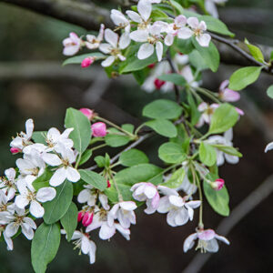MALUS FLORIBUNDA, ROSACEAE - 6800