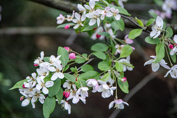 MALUS FLORIBUNDA, ROSACEAE - 6800