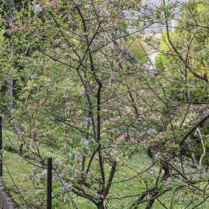 MALUS FLORIBUNDA, ROSACEAE - 6801